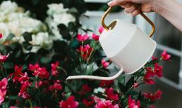 Nên tưới hoa buổi sáng hay buổi tối sẽ tốt hơn? Sau khi biết câu trả lời, hóa ra nhiều người tưới nhầm suốt những năm qua