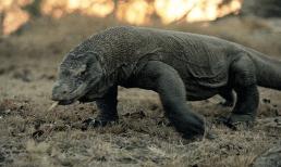 10 loài động vật nguy hiểm nhất đối với con người, loài đầu tiên bạn không thể tưởng tượng được