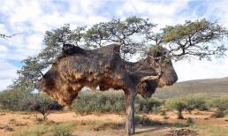 Tổ chim quý hiếm trên thế giới với hơn 500 con sinh sống, đã có tuổi đời hàng trăm năm