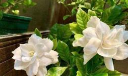 Phân bón cho hoa tốt nhất là phân hữu cơ cộng với tro thực vật, không có côn trùng và không bị thối rễ 