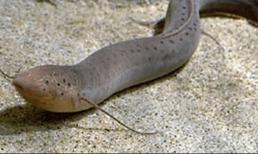 Loài cá 'ngoan cường' nhất thế giới, có thể sống 4 năm mà không cần ăn uống trên sa mạc cực kỳ khô cằn 