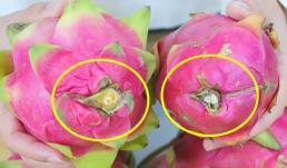 Thanh long có ngọt hay không, chỉ cần xem qua vị trí này là biết, học cách chọn những trái ngon ngọt mà mua