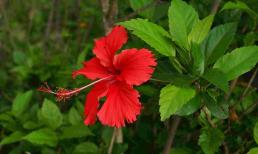 Cây dâm bụt có phải là cây hung dữ không? Những điều kiêng kỵ trong việc trông cây dâm bụt tại gia đình là gì?