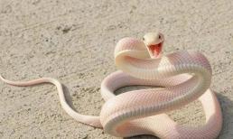 Tại sao rắn đi bằng bụng?