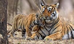 Con hổ cái ở một mình, khi mang thai phải làm sao? Làm thế nào để giải quyết vấn đề thức ăn nếu hổ đực không giúp đỡ?