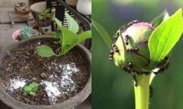 Có rất nhiều kiến ​​và ốc sên trong chậu hoa, hãy xịt một ít 'nước diệt côn trùng' tự chế, cả tổ kiến ​​và các côn trùng sẽ bị tiêu diệt