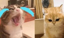 Những chú mèo 'đoản mệnh' có những đặc điểm này, mong thú cưng nhà bạn không mắc phải