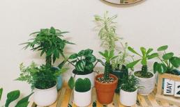 Kinh nghiệm trồng cây cảnh trong nhà cho người mới bắt đầu