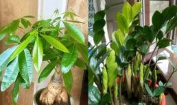 3 loại 'hoa may mắn', mang đầy hương vị tiền bạc, ngụ ý rằng phú quý sắp đến