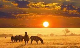 Động vật có mùa giao phối cố định, tại sao con người lại cả 365 ngày?