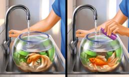 Nước tốt nhất để sử dụng trong bể cá là gì? Ai nuôi cá cảnh cũng nên biết!