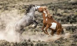 Những cặp vợ chồng thuộc con giáp này thường xuyên cãi vã nhưng tài lộc ngày càng vượng phát!