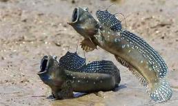 Loài động vật 'số nhọ' nhất thế giới, mất 300 triệu năm 'trèo' từ đại dương lên đất liền giờ đã trở thành cao lương mỹ vị