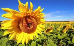 Một người phụ nữ có chỉ số EQ thực sự cao không bao giờ “khoe khoang” 4 điều này với người ngoài! Bạn có chỉ số EQ cao không?