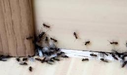 Vào mùa hè, ruồi và kiến ​​bò khắp nơi. Học 4 mẹo nhỏ này, chúng sẽ ​​không dám bén mảng tới 