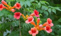 Người ưa sạch sẽ khuyên bạn không nên trồng 3 loại 'hoa bẩn', chúng đặc biệt hút bọ