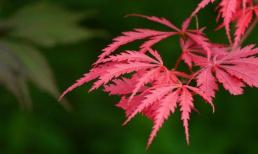 Xin chúc mừng! Bắt đầu từ tháng 8, 4 chòm sao sẽ gặp vận may ngay từ đầu tháng, của cải tăng vọt, cả đời vinh hoa phú quý!