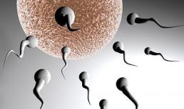 Nếu một người đàn ông không sống đời sống vợ chồng trong một thời gian dài, thì tinh trùng sẽ đi đâu? 