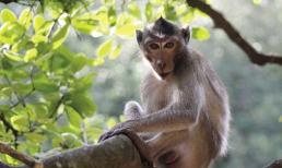 3 con giáp phải trải qua chặng đường gập ghềnh thì mới thành công, chỉ cần sống sót vượt qua thì vận may sẽ đến