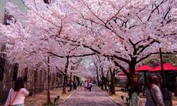 Kinh nghiệm đi du lịch Tokyo từ Traveloka