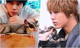 7 thú cưng độc nhất vô nhị của sao Hàn: Rắn, sóc bay vẫn chưa sốc bằng con vật này!