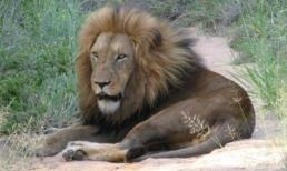 Tại sao con người thường ăn thịt động vật ăn cỏ mà ít ăn thịt động vật ăn thịt? Câu trả lời phá vỡ nhận thức của mọi người