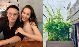 Cây hoa giấy không nở hoa, vợ Hoàng Bách xin tư vấn, dân mạng cho bí quyết