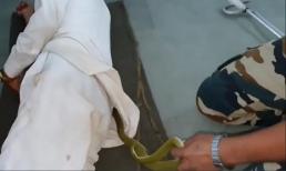 Nằm ngủ ở bệnh viện, cụ ông bị rắn độc chui vào áo mà không hay biết