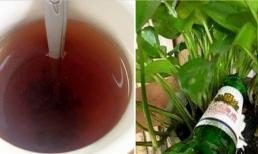 4 loại “nước” trong nhà là “nước vạn năng” cho việc trồng hoa, cứ 7 ngày tưới 1 lần thì hoa sẽ tươi tốt hơn
