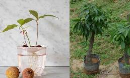 Hạt vải thiều được ươm trồng thành những chậu cây nhỏ có lá màu hồng, cả trồng thủy canh và trồng đất đều không có vấn đề gì