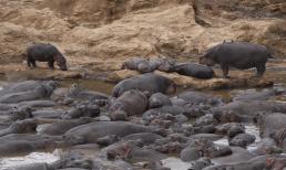 Nghiên cứu: Các hồ bơi hà mã chứa đầy phân có thể dùng như một 'thức uống chứa probiotic' công cộng