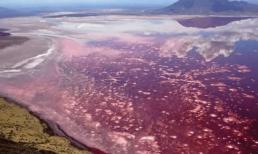 'Hồ tử thần' trên lục địa châu Phi có thể trực tiếp vôi hóa động vật, màu sắc của hồ thay đổi theo mùa