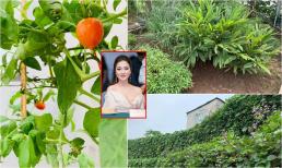 Khu vườn rau sạch xanh 'mướt mắt' cùng trái cây sai lúc lỉu trong biệt thự của Hoa hậu Nguyễn Thị Huyền