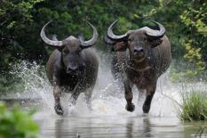 Bắt đầu từ ngày mai (28/7), 3 con giáp được Trời ban thưởng, bội thu tiền bạc     