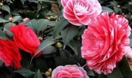 Hoa trà có 'ba nỗi sợ' vào mùa hè, tránh được những điều này thì mùa thu mướt lá, hoa càng nở sớm đẹp rực rỡ