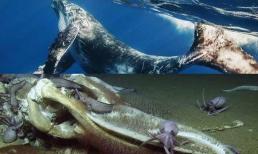 Các nhà khoa học đã chụp được ảnh một vụ rơi cá voi hiếm gặp: xác cá voi chìm xuống đáy biển, còn bạch tuộc và giun đang ăn no nê!