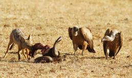 Tại sao kền kền 'vua ăn thịt thối' lại miễn nhiễm với mọi chất độc? Điều không thể không nhắc đến là chức năng axit dạ dày mạnh mẽ của nó