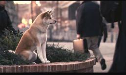 Chú chó đến bệnh viện gặp chủ lần cuối, khoảnh khắc nó ngửi thấy mùi giường bệnh khiến cảnh tượng 'mất kiểm soát' diễn ra ngay sau đó