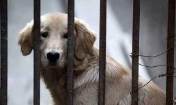 Nếu chó bị lạc, hãy thử 4 phương pháp này, chó lạc sẽ sớm tìm về với chủ 