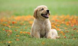 Từ giờ đến Rằm tháng 7 âm lịch: 3 con giáp này vận trình được phúc tinh soi sáng, biến hung thành cát, tài lộc dồi dào