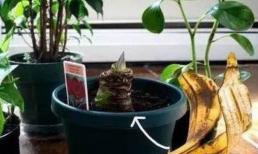 Đừng vứt vỏ chuối thừa, chỉ cần cho cây ăn, bảy ngày chúng sẽ nảy nụ, có tác dụng diệt côn trùng, khử trùng, tưới hoa rất tốt