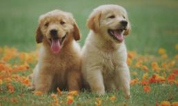 Cuối tháng 7 âm lịch: 3 con giáp thoát khỏi xui xẻo, tài vận thịnh vượng bất ngờ, làm gì cũng thuận buồm xuôi gió