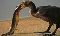 Khi động vật ăn cá, chúng không sợ bị hóc xương cá sao? Nếu tôi gặp khó khăn thì sao?