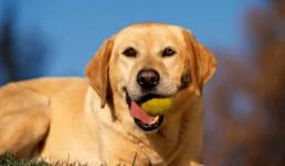 Chó là loài động vật đầu tiên được con người thuần hóa, tại sao con người lại chọn chó?