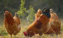 Người tuổi Dậu sinh năm nào sẽ gặp may mắn, được quý nhân phù trợ, có tài vận tốt?