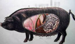 4 bộ phận trên cơ thể lợn, bác sĩ khuyến cáo nên ăn ít, phổi lợn có trong danh sách, bạn xem có thích không?