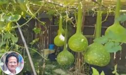 Khu vườn trĩu quả của danh ca Chế Linh tại Canada