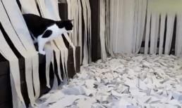 Người đàn ông che kín phòng bằng giấy vệ sinh, sau đó đặt con mèo vào, giây tiếp theo con mèo như 'phát điên'