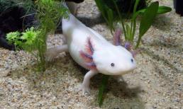 11 sự thật về động vật mà ngay cả giáo viên sinh học cũng không biết