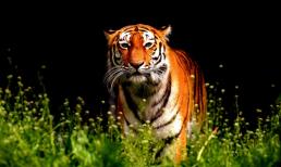 Những ngày cuối tháng cô hồn, 3 con giáp làm gì cũng phải thận trọng kẻo dễ rước họa vào thân